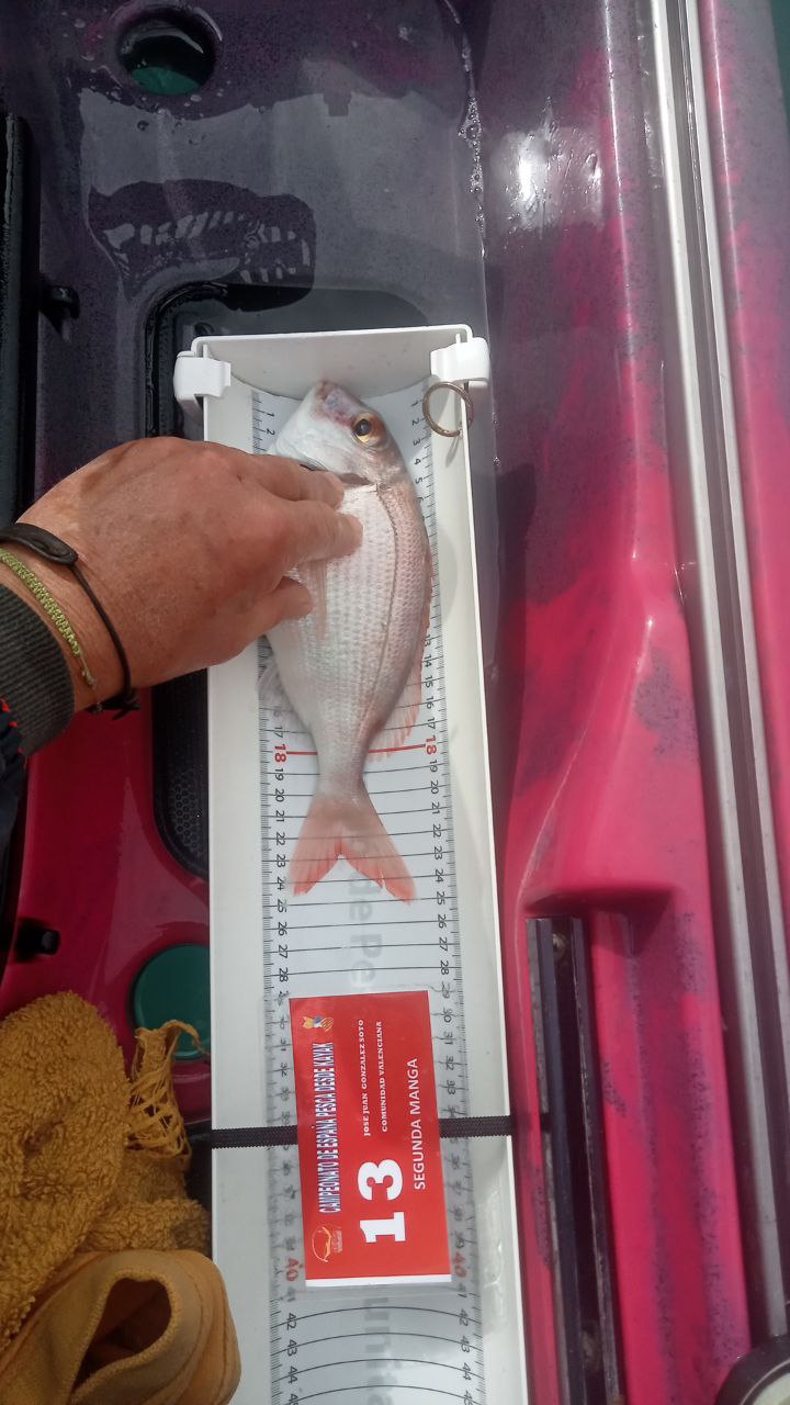 Black Bass (Largemouth bass)