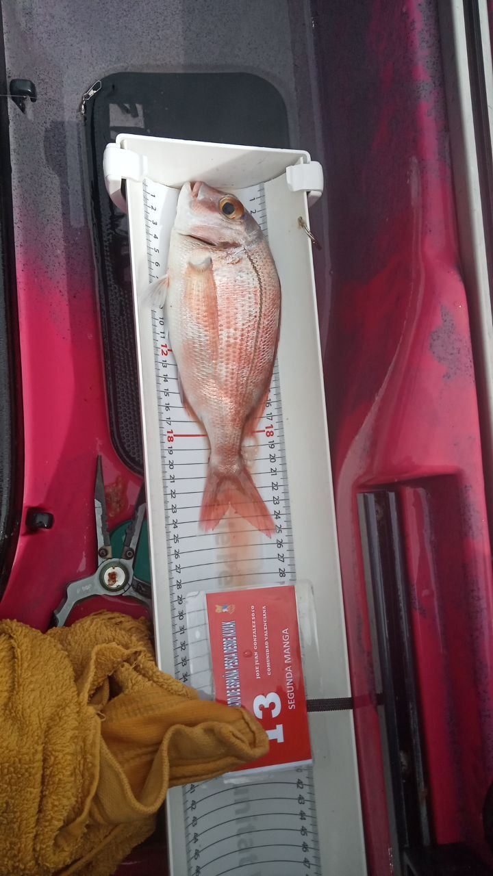 Black Bass (Largemouth bass)