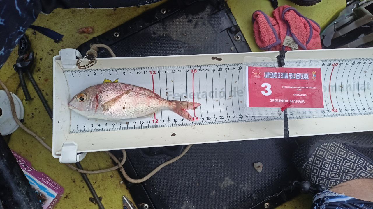 Black Bass (Largemouth bass)