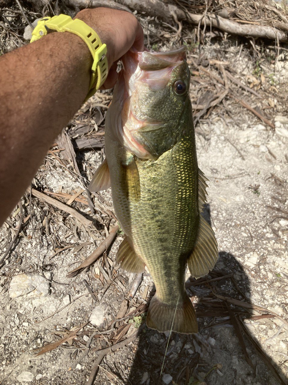 Black Bass (Largemouth bass)
