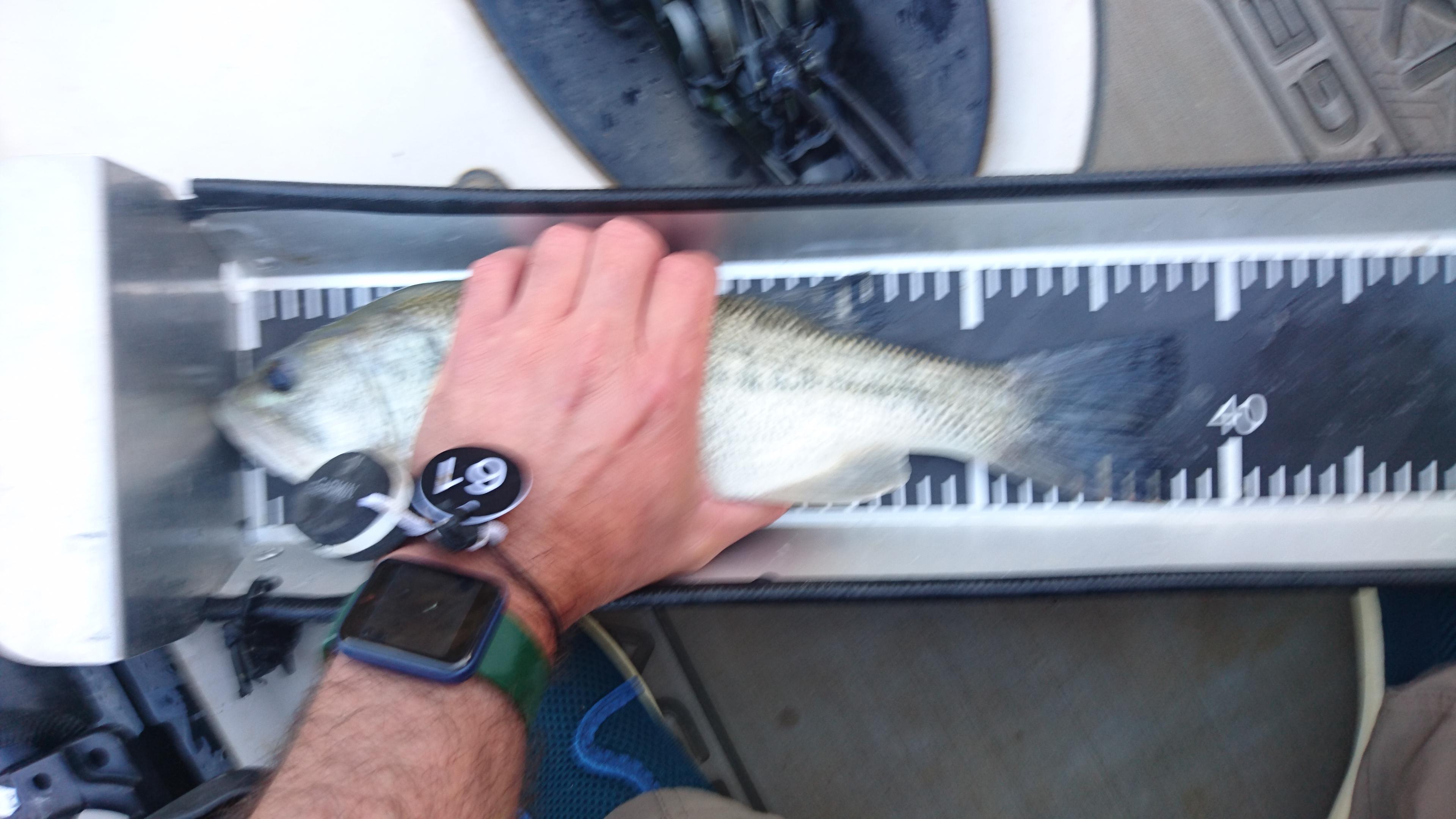 Black Bass (Largemouth bass)