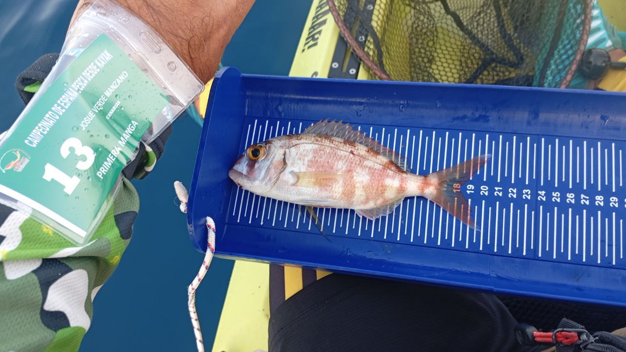 alii pisces