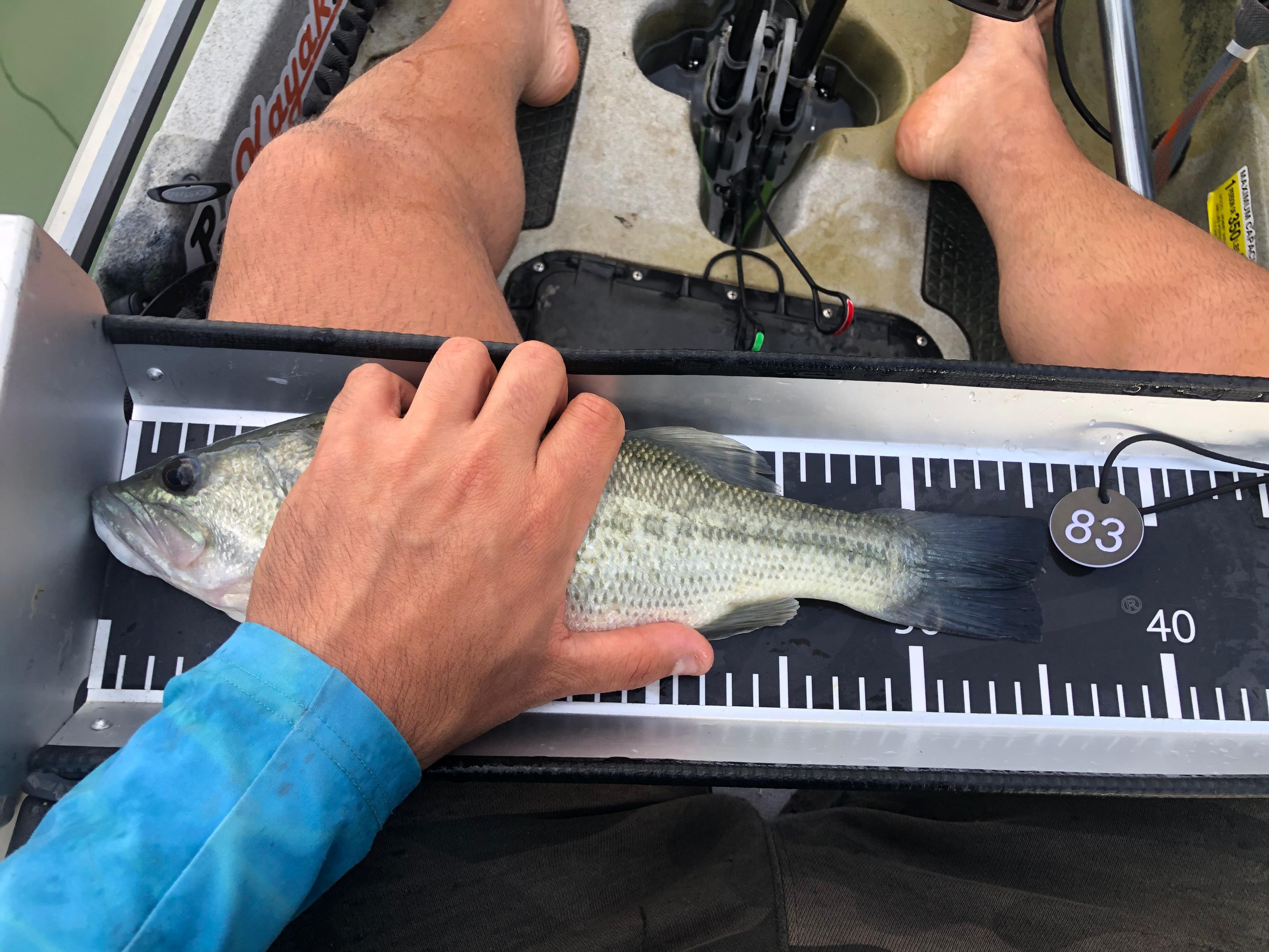 Black Bass (Largemouth bass)