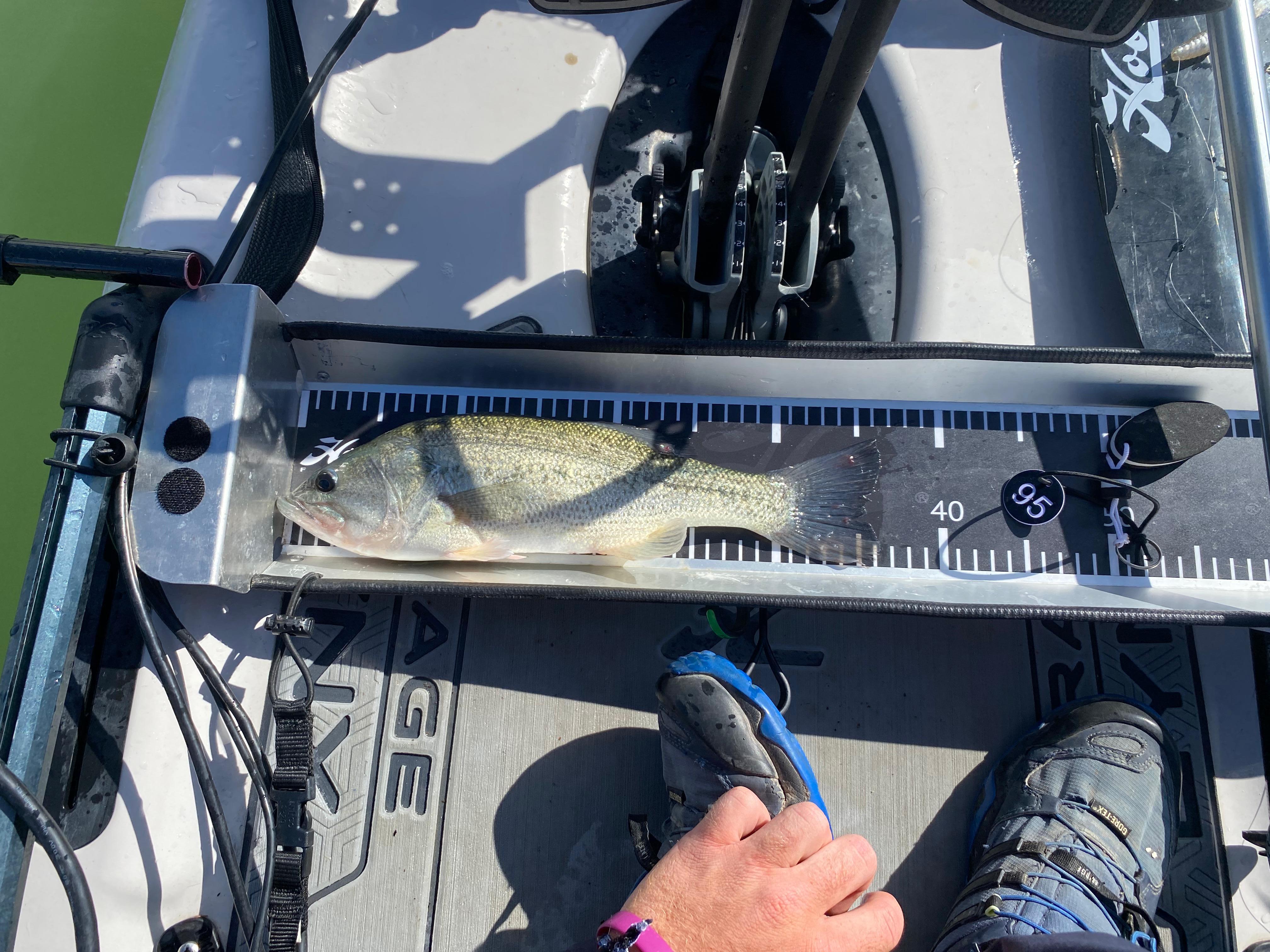 Black Bass (Largemouth bass)