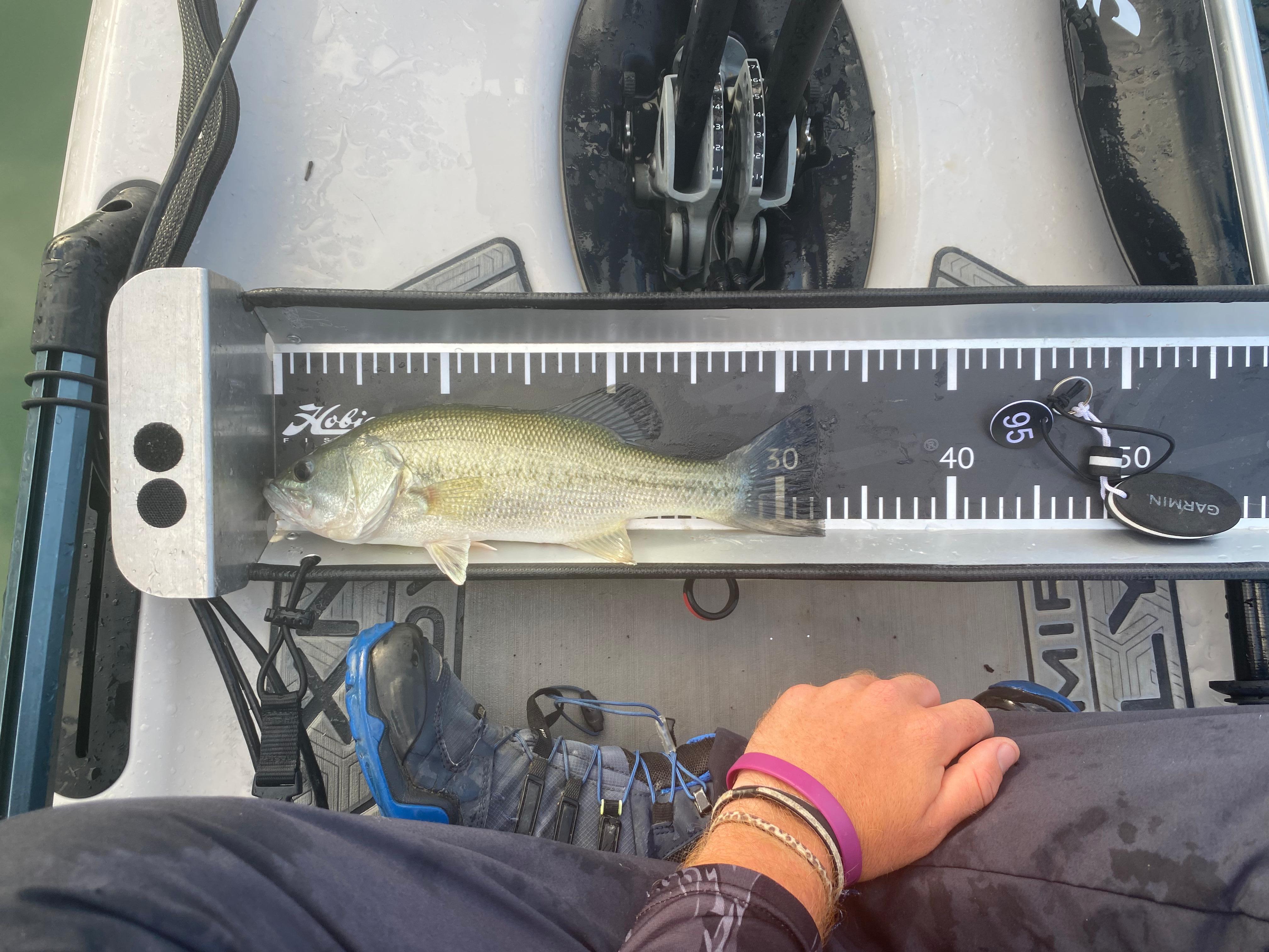 Black Bass (Largemouth bass)