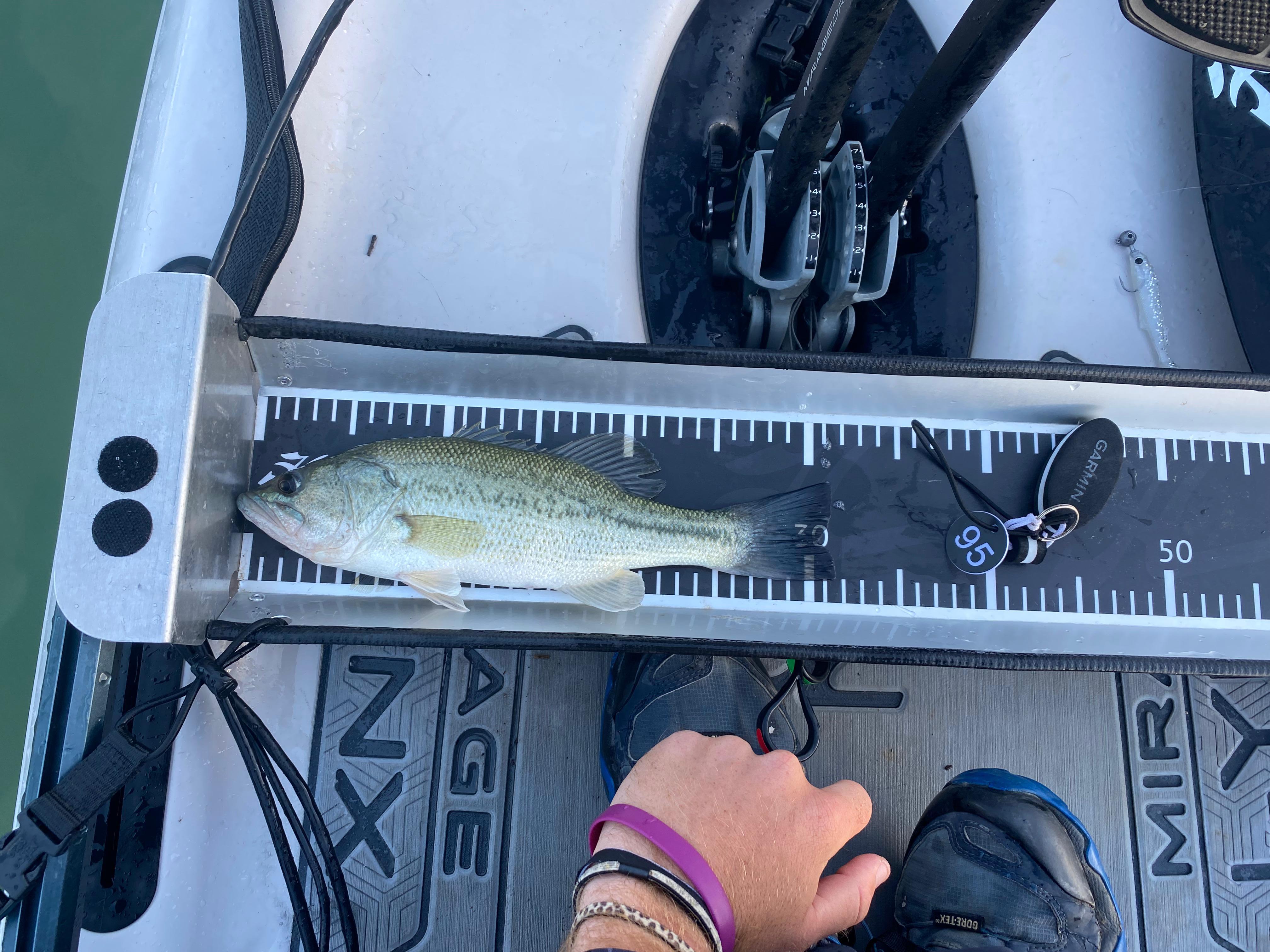 Black Bass (Largemouth bass)