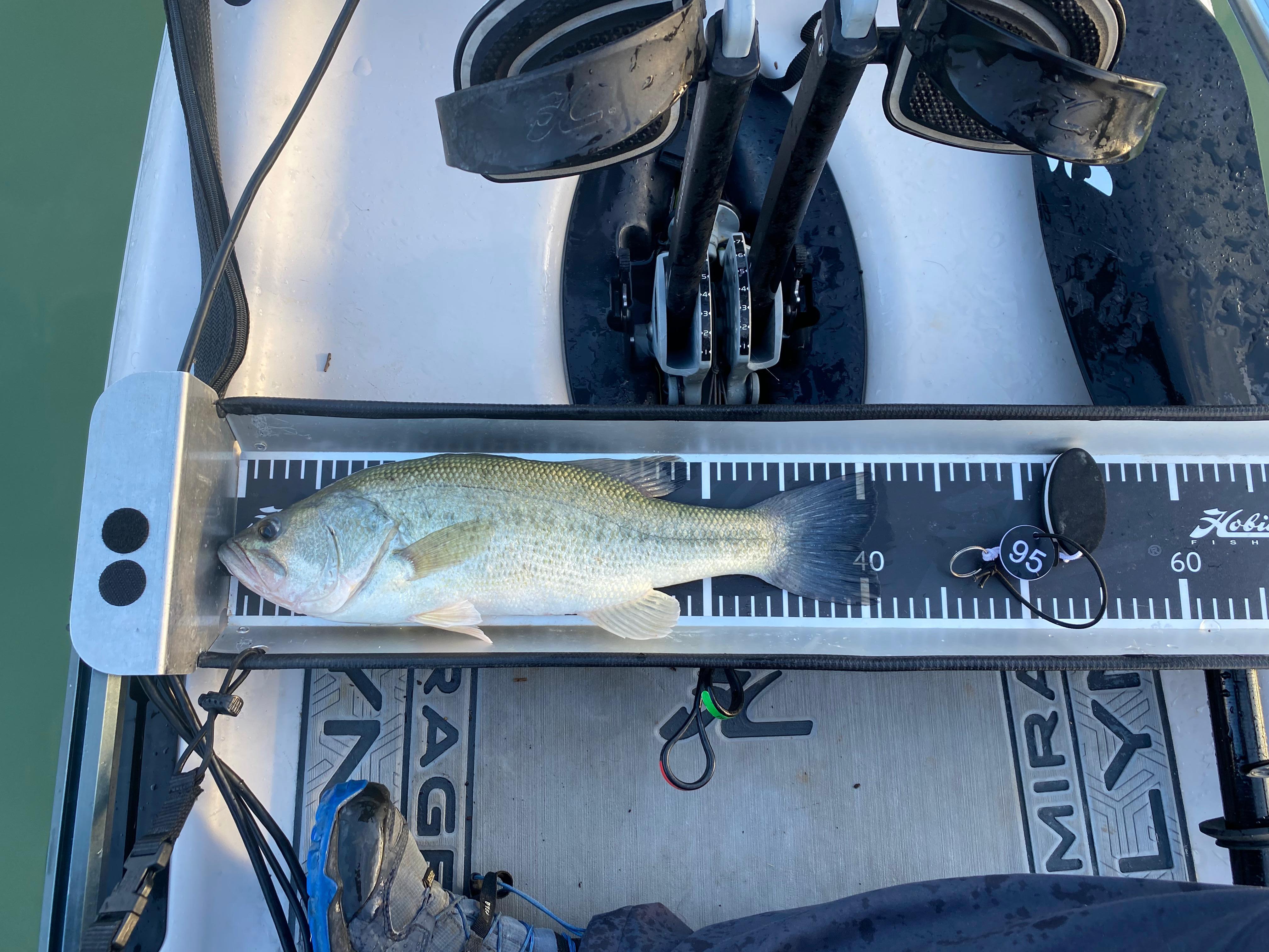 Black Bass (Largemouth bass)