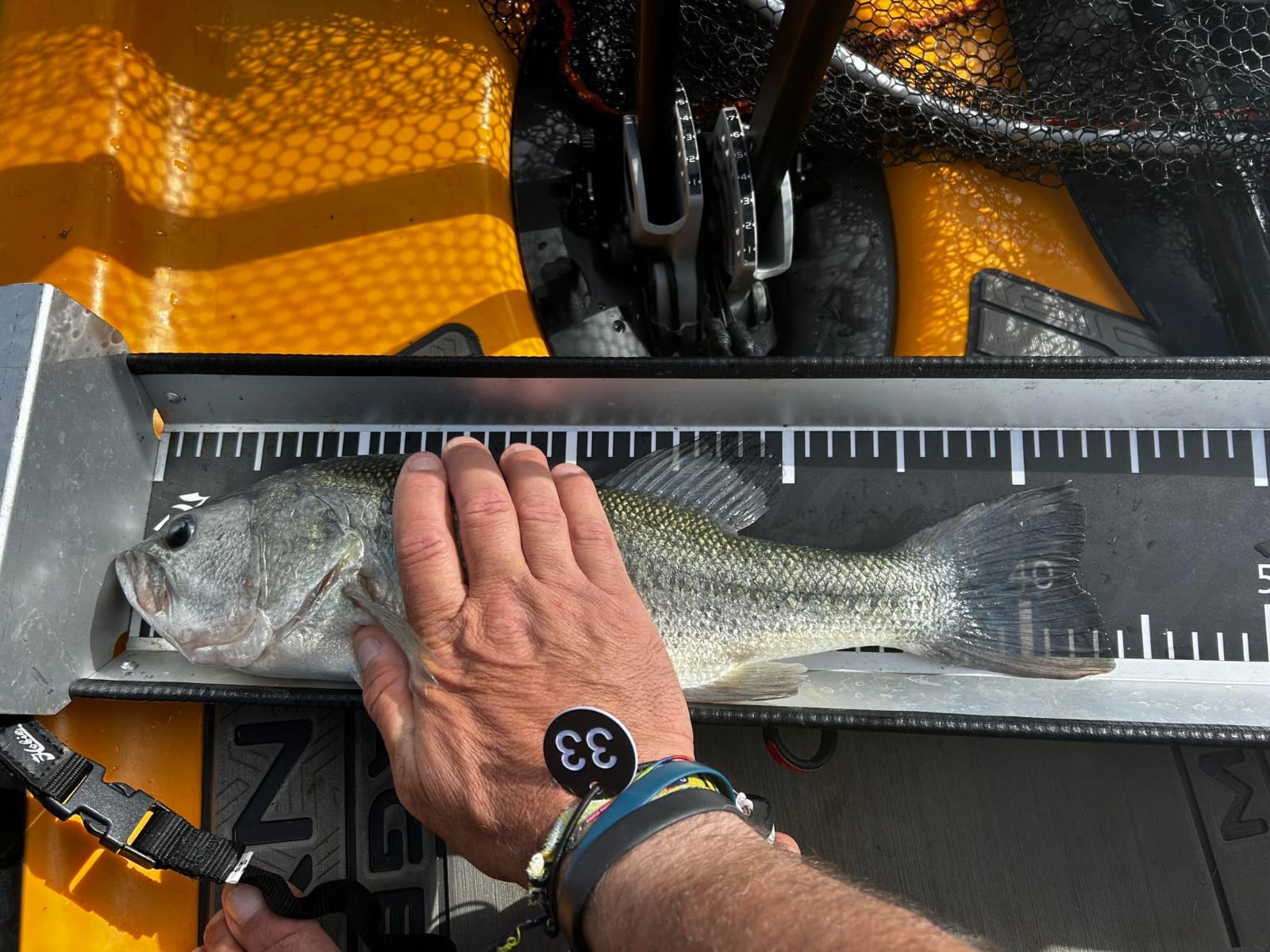 Black Bass (Largemouth bass)