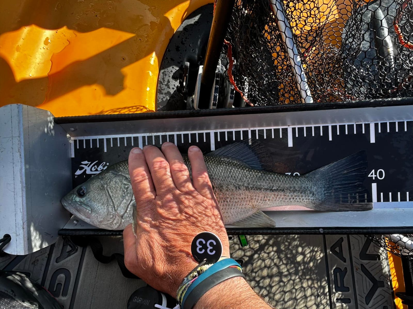 Black Bass (Largemouth bass)
