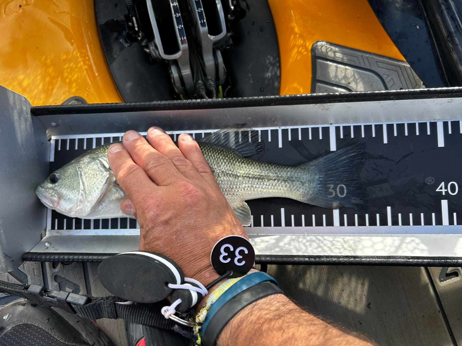 Black Bass (Largemouth bass)