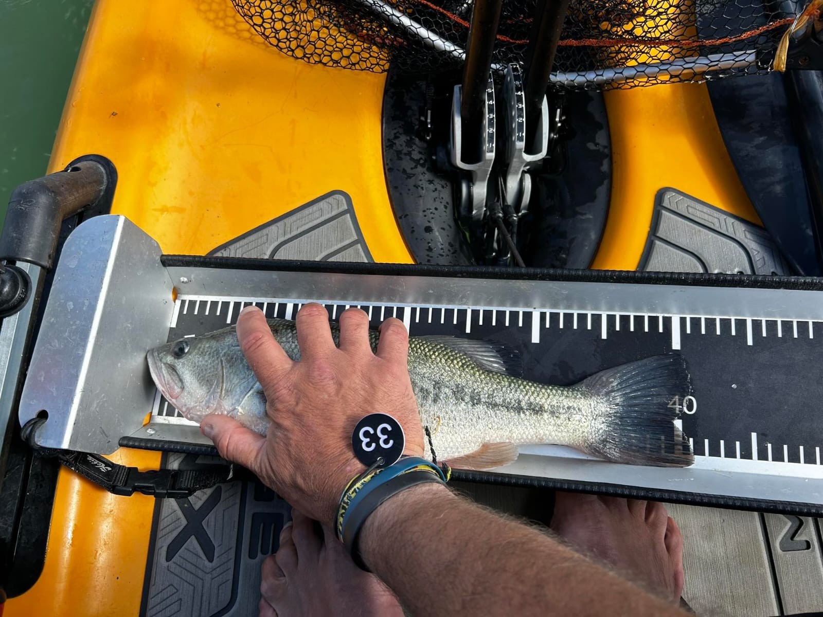 Black Bass (Largemouth bass)