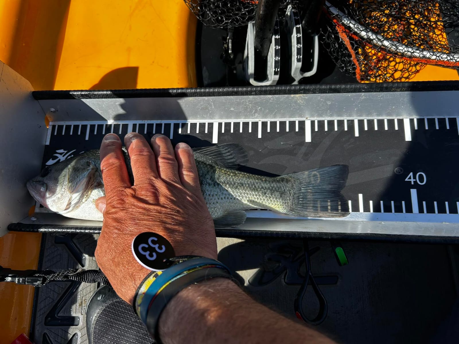 Black Bass (Largemouth bass)