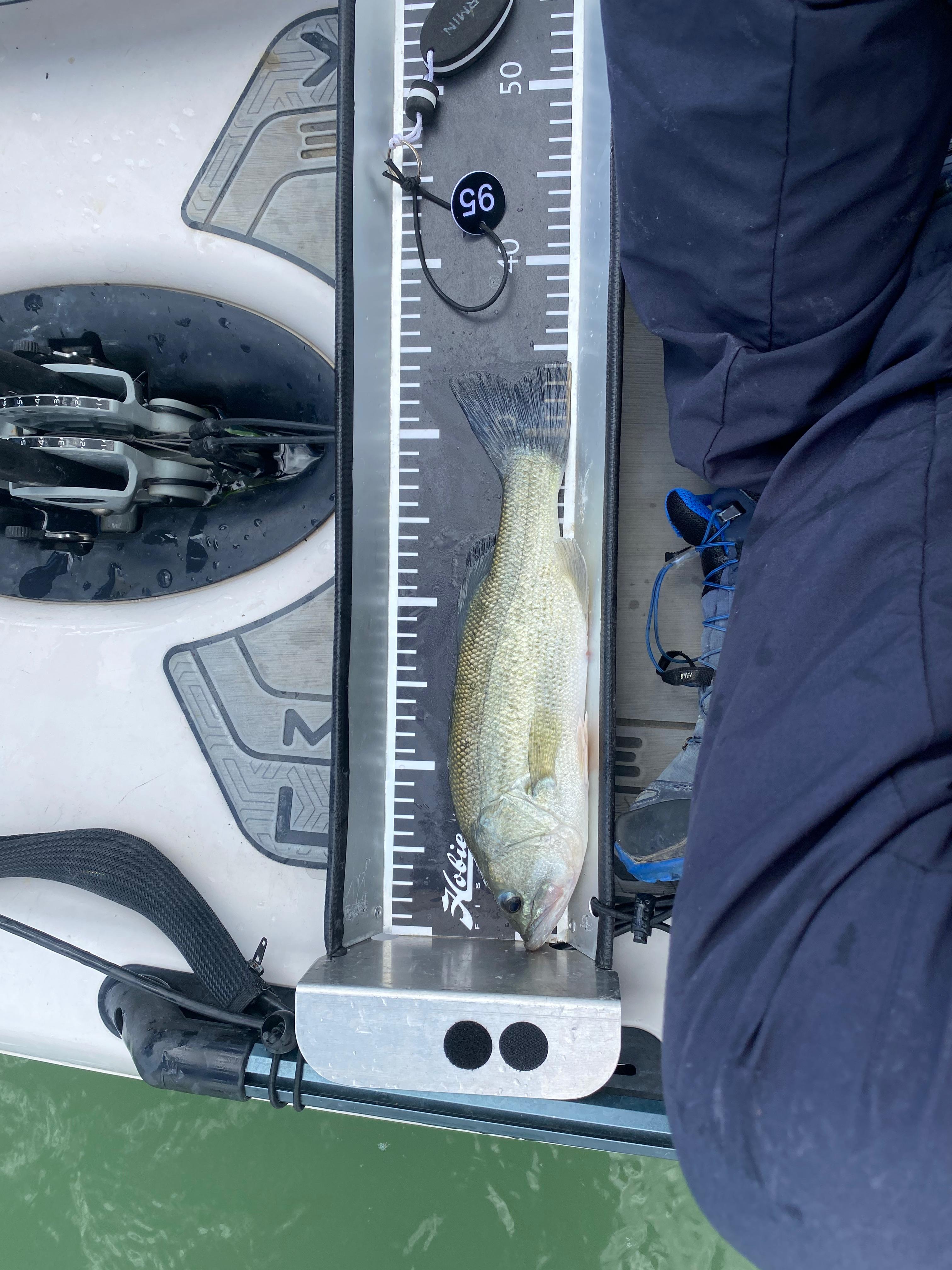 Black Bass (Largemouth bass)