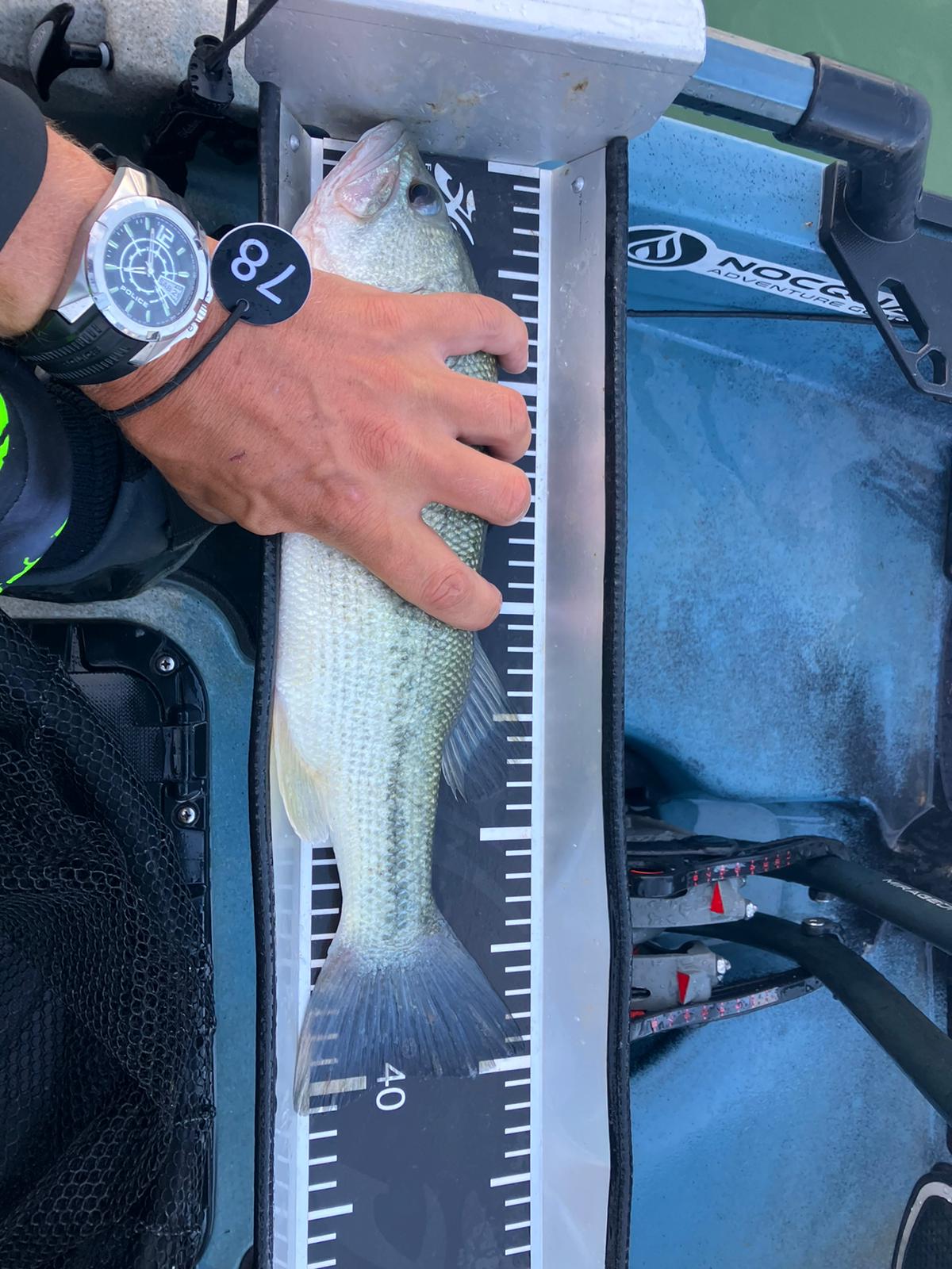 Black Bass (Largemouth bass)