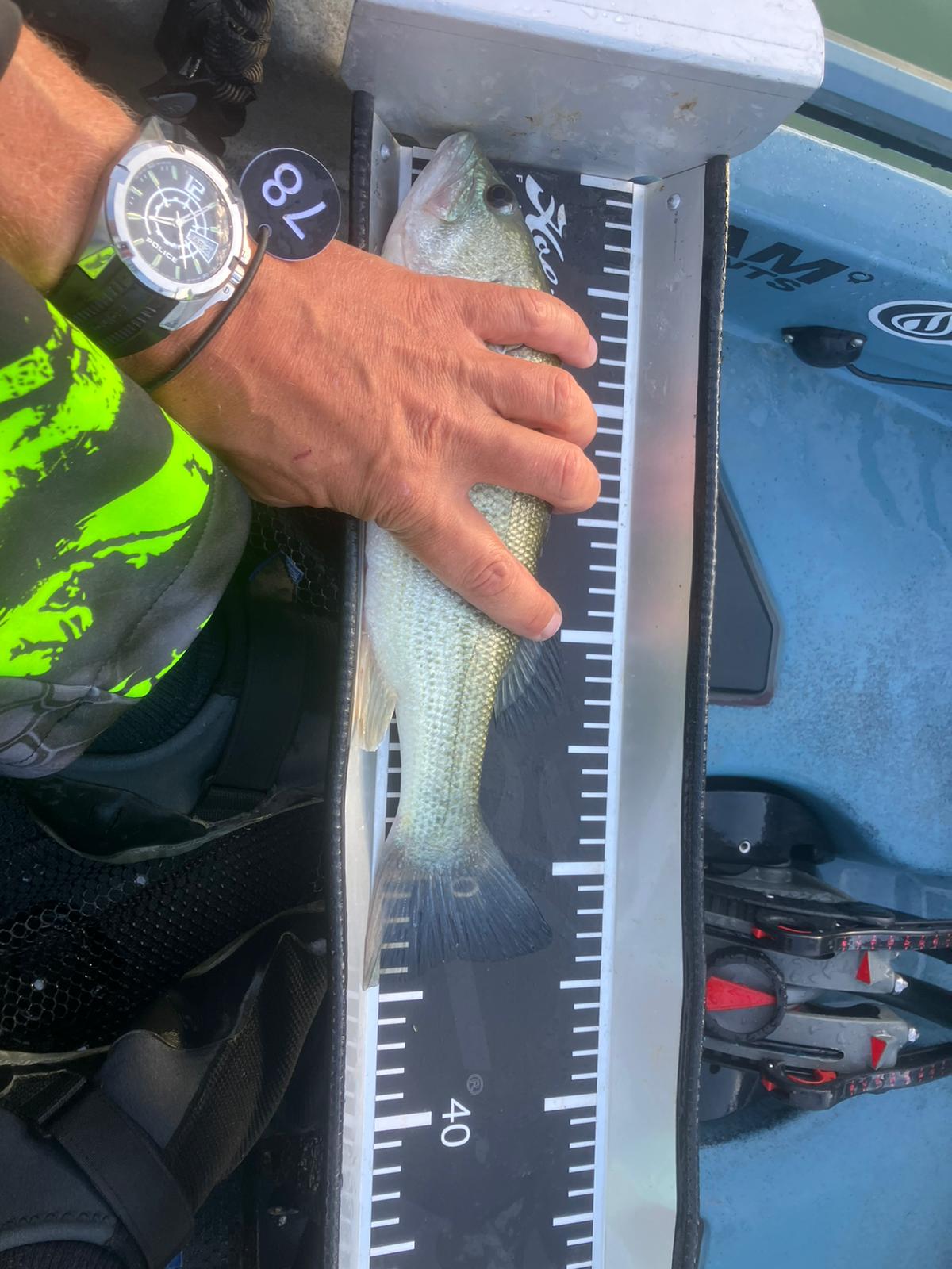 Black Bass (Largemouth bass)
