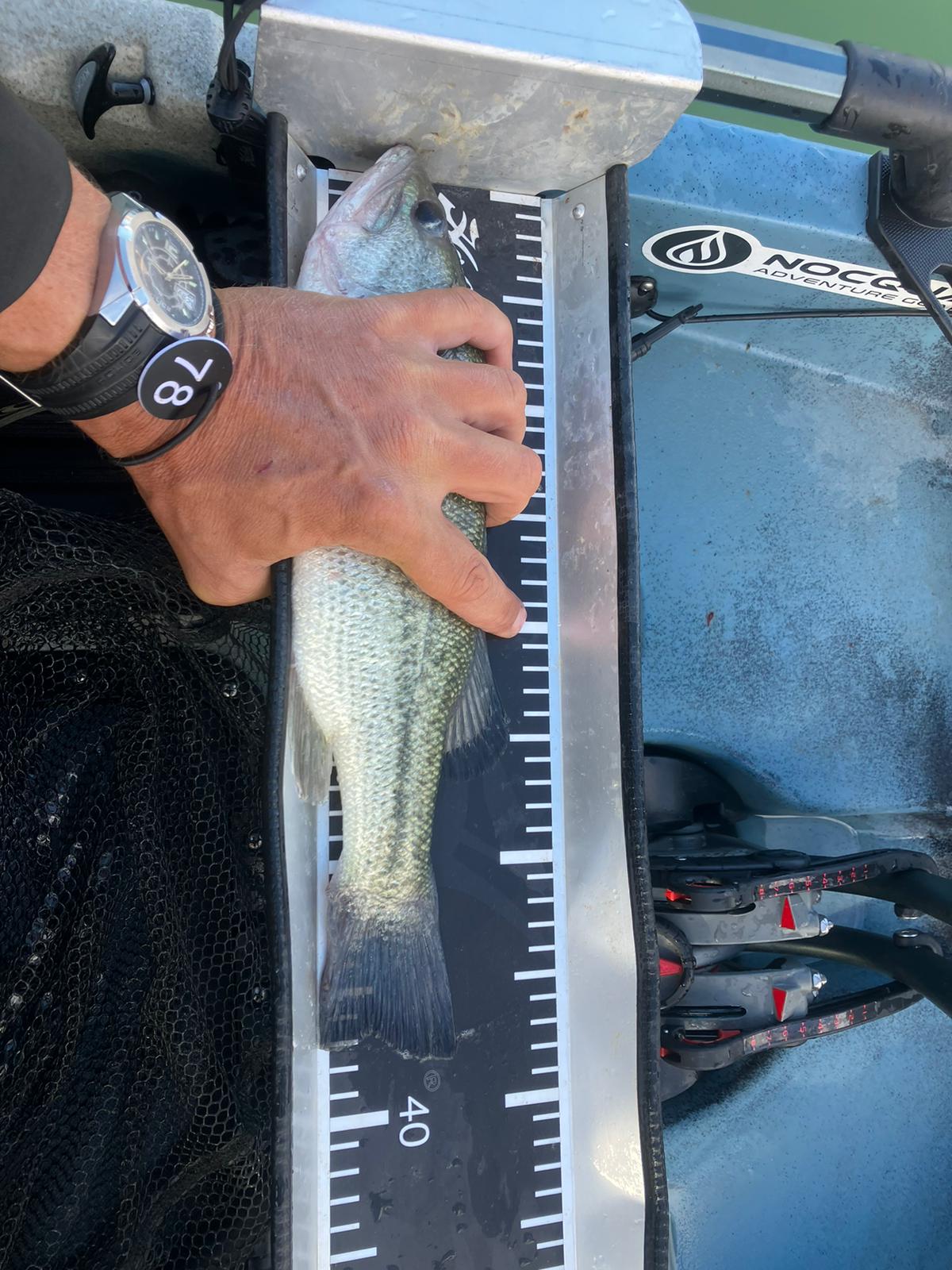 Black Bass (Largemouth bass)