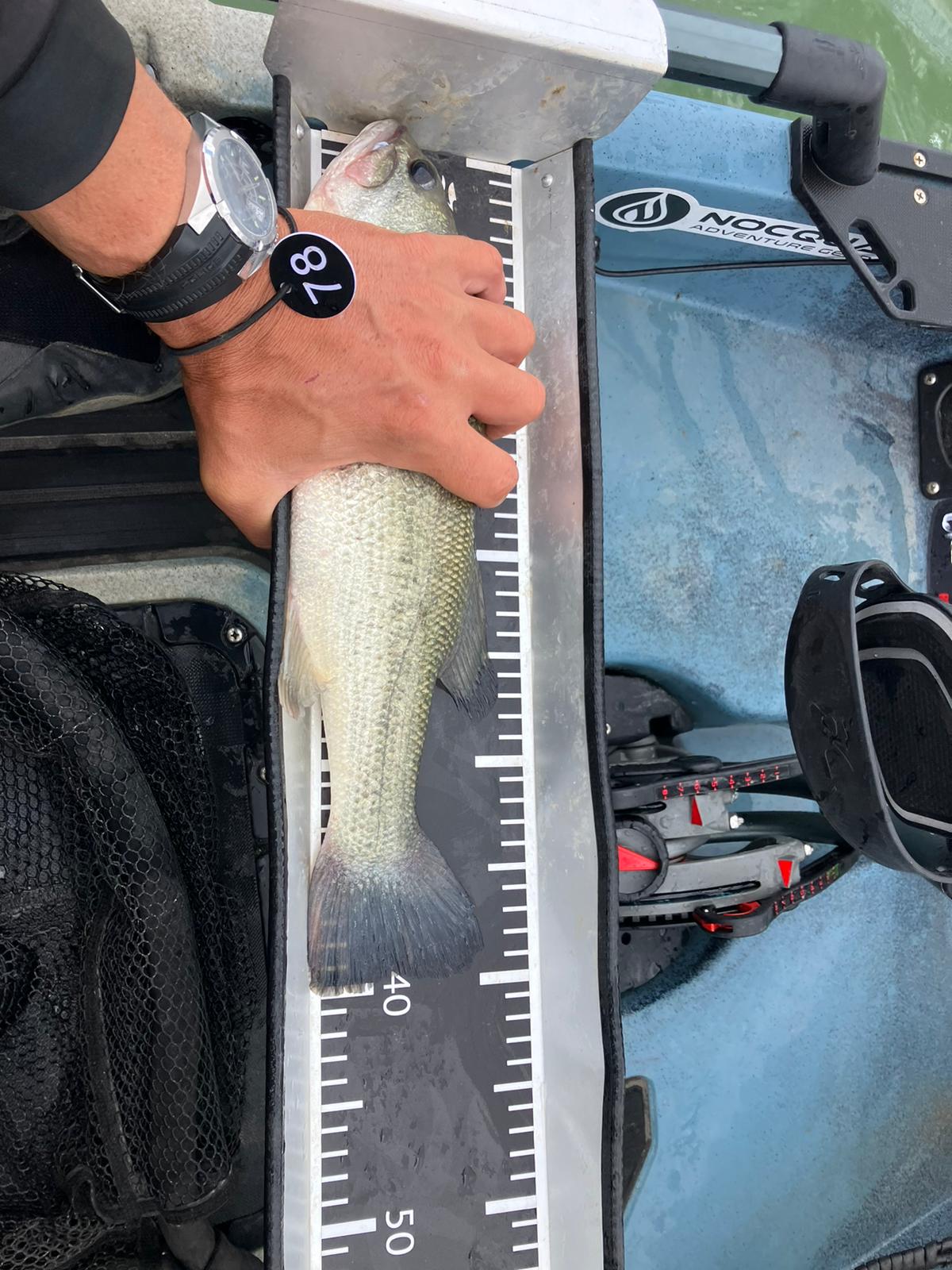 Black Bass (Largemouth bass)