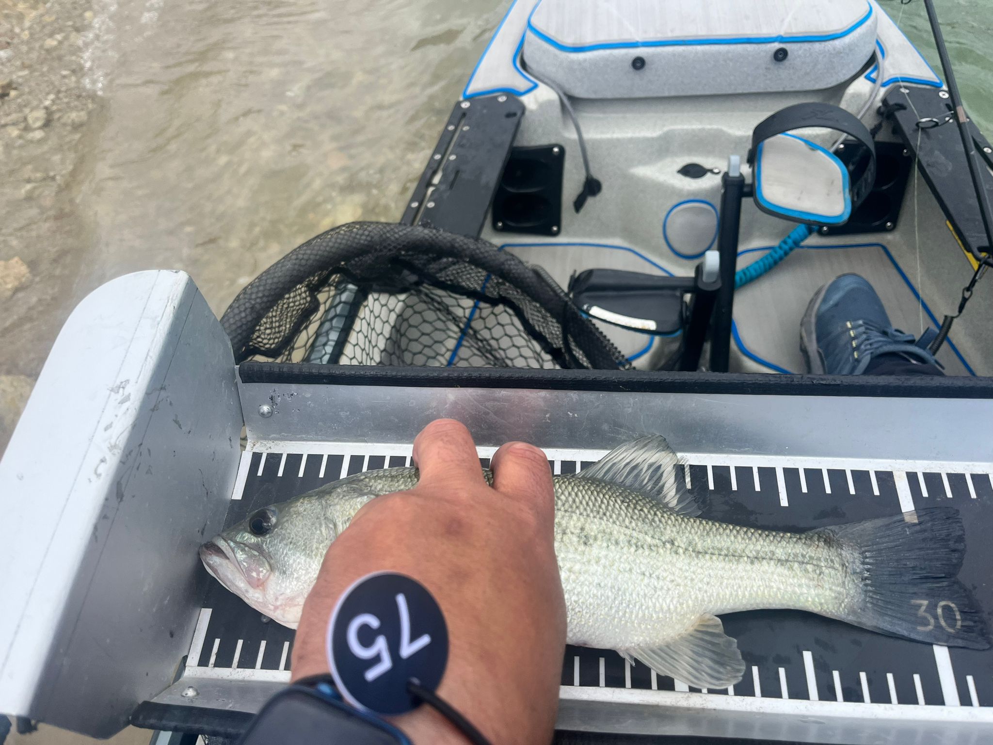 Black Bass (Largemouth bass)