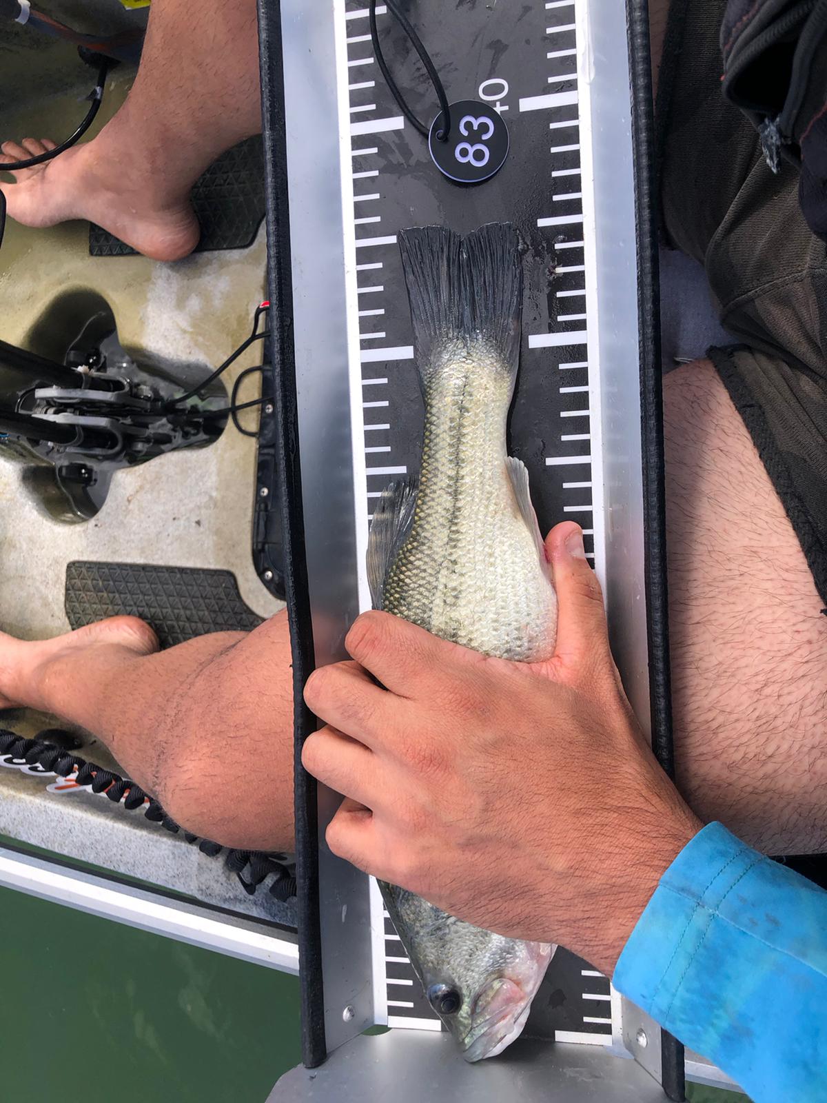 Black Bass (Largemouth bass)