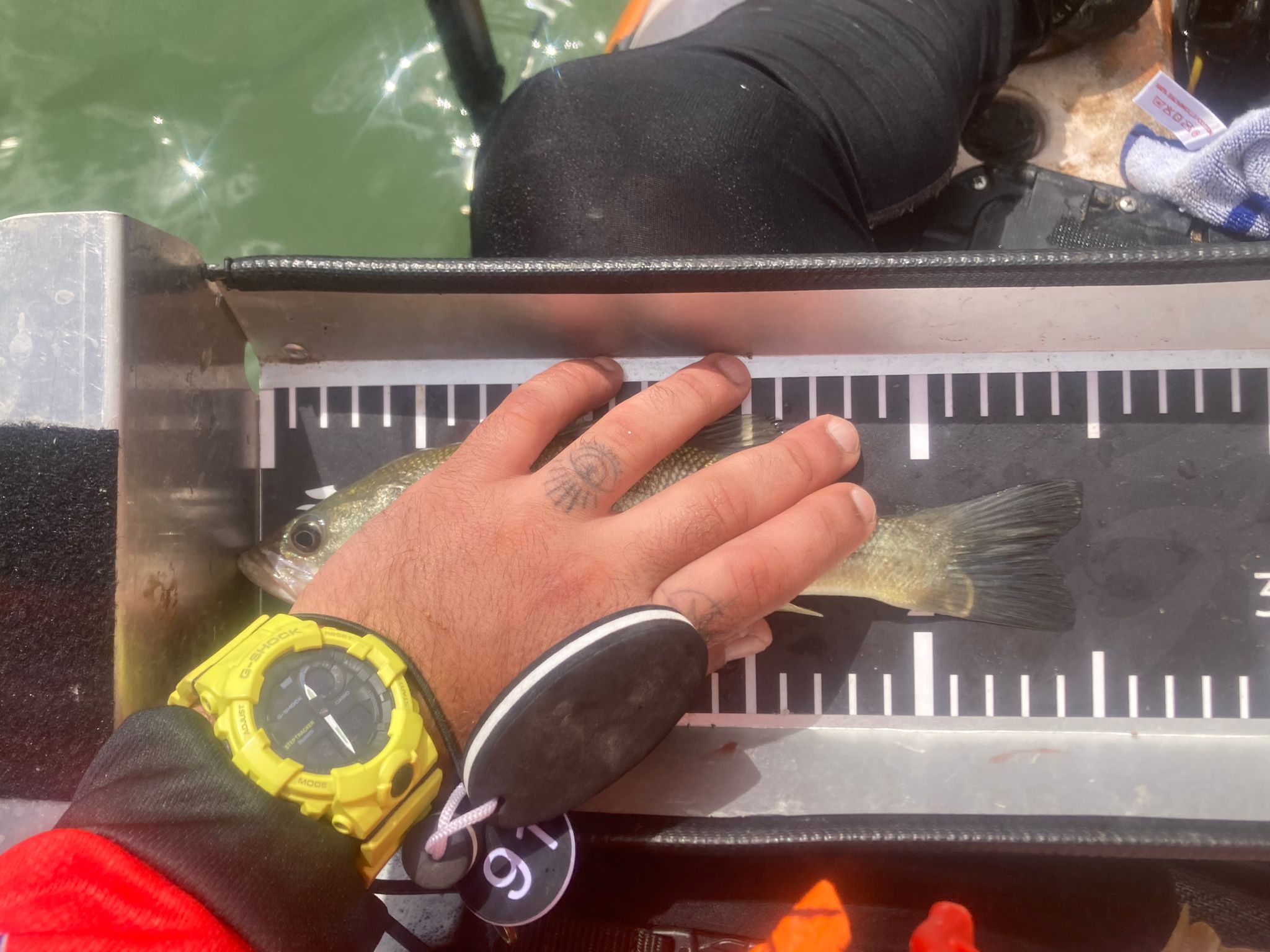 Black Bass (Largemouth bass)
