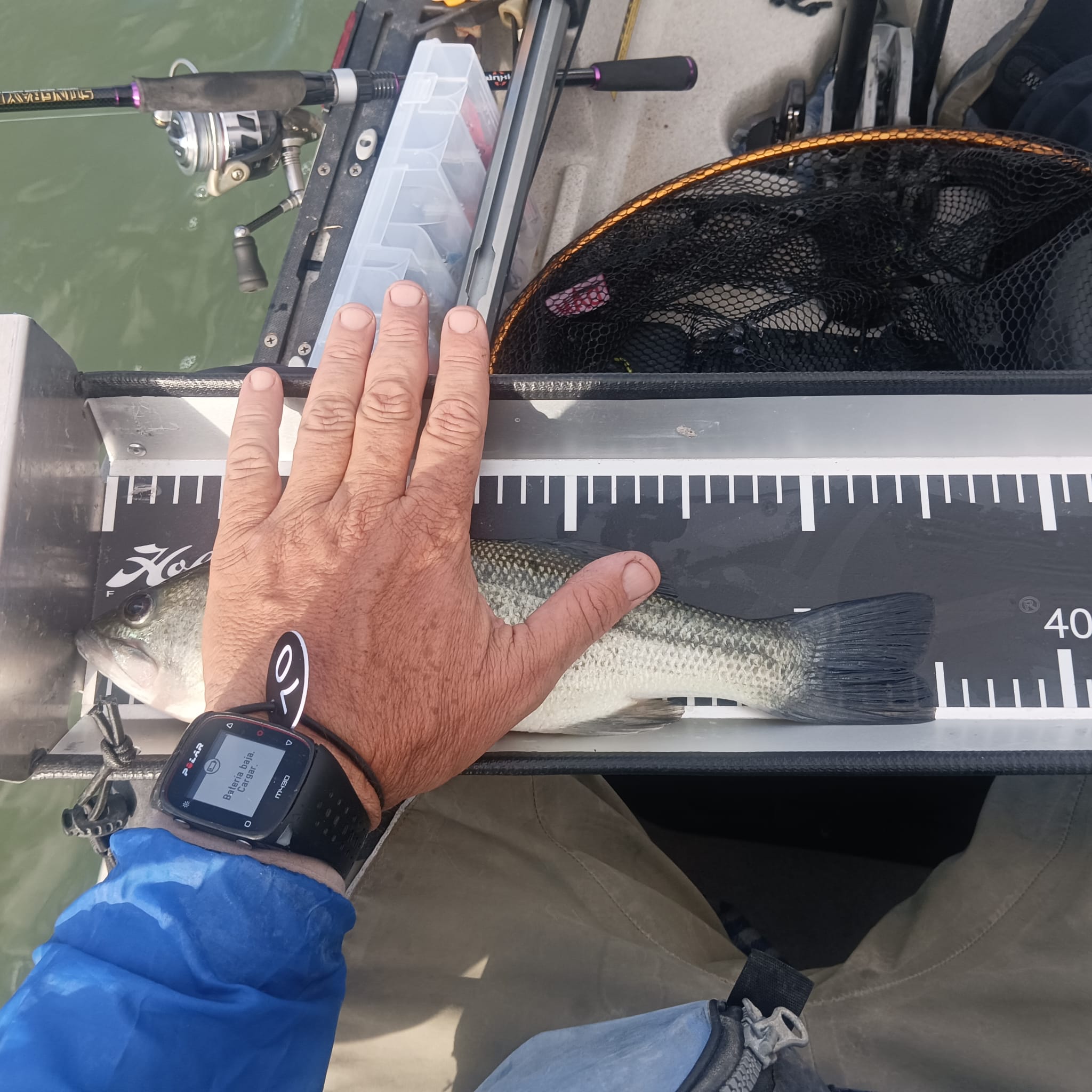 Black Bass (Largemouth bass)