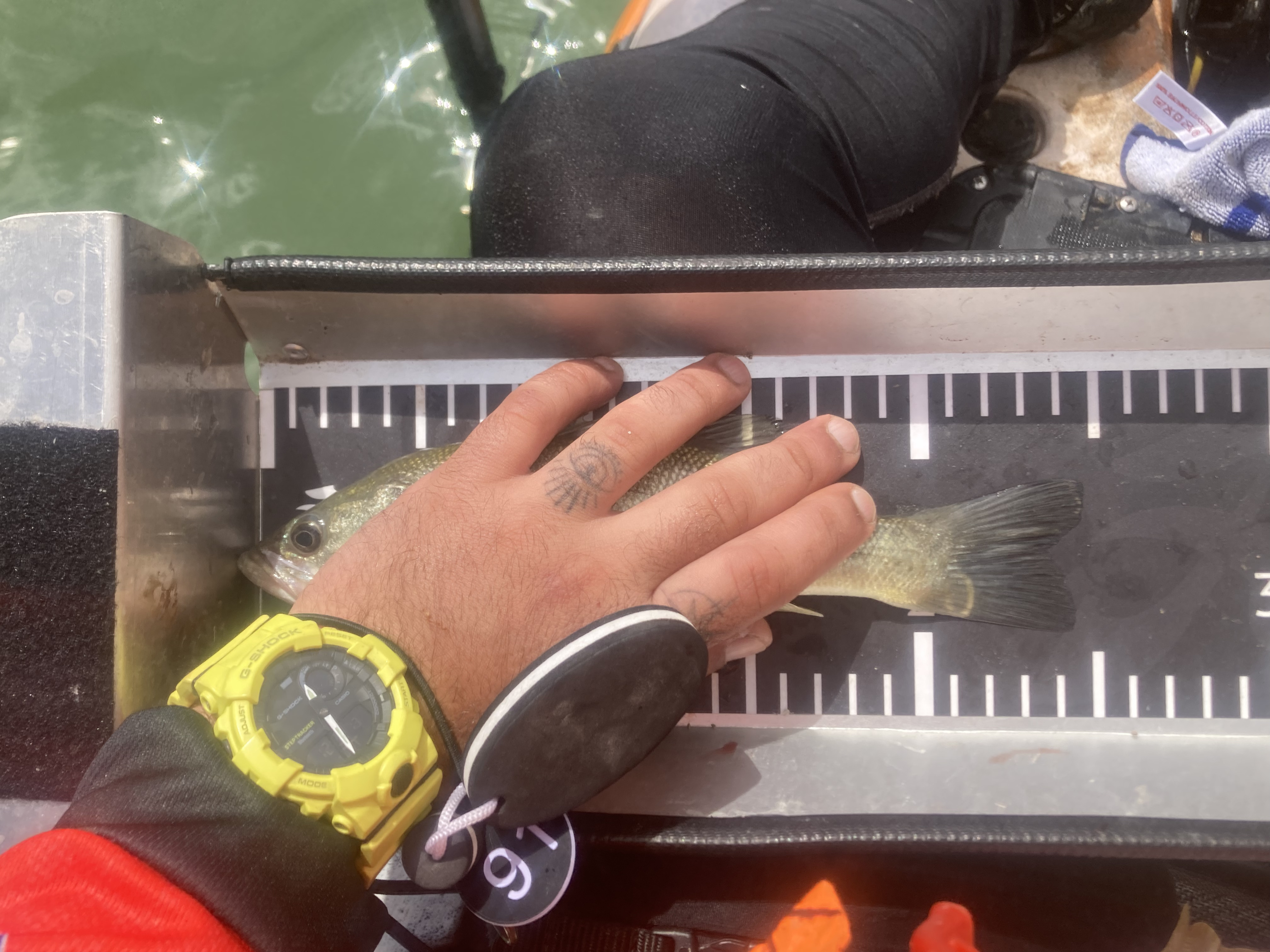 Black Bass (Largemouth bass)