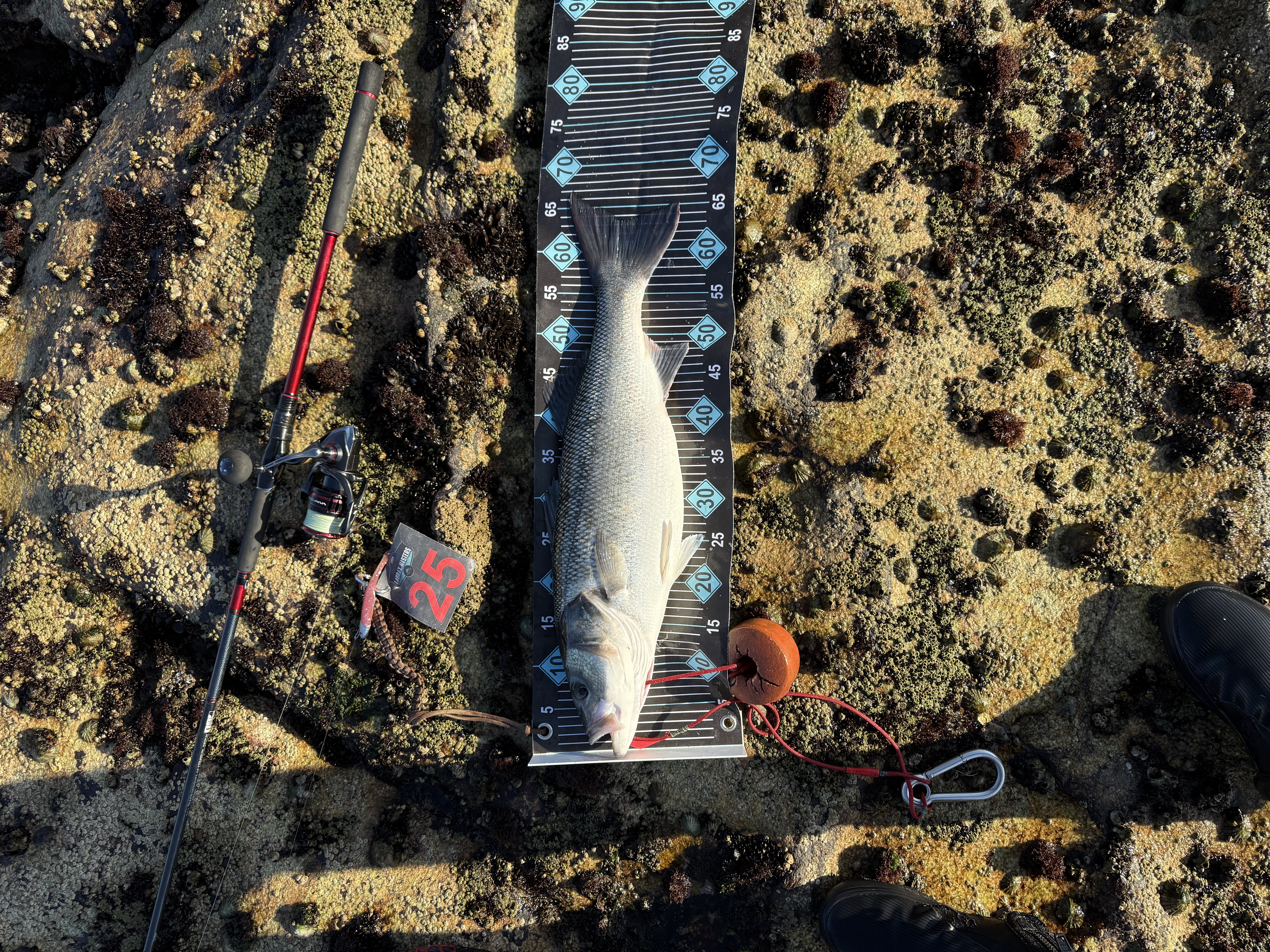 Robalo
